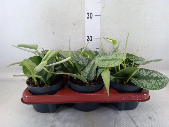 <h4>Scindapsus pictus 'Trebie'</h4>