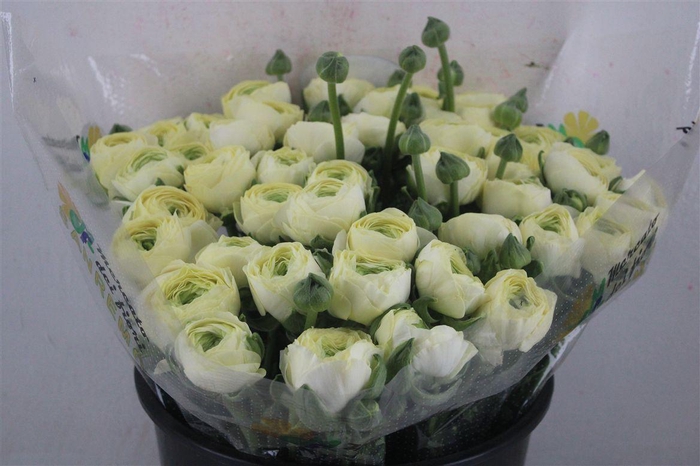 <h4>Ran Cloni Sup Commedia</h4>