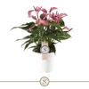 Anthurium Zizou paars Lila