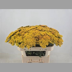 Achillea Terracotta