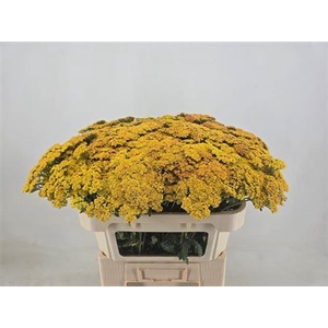 Achillea Terracotta
