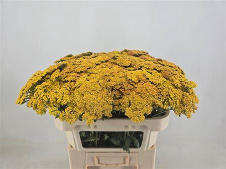 <h4>Achillea Terracotta</h4>