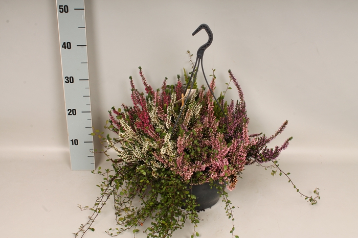 Heidemix Hangpot 23cm