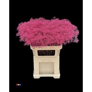 GYPS MILLION KLB CERISE