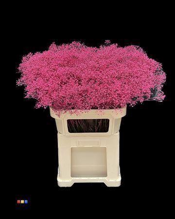 <h4>GYPS MILLION KLB CERISE</h4>