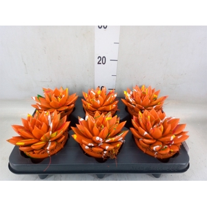 Echeveria  'Miranda'
