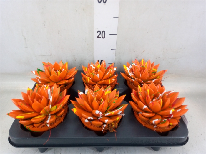 <h4>Echeveria  'Miranda'</h4>