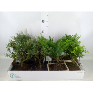 Bonsai   ...mix