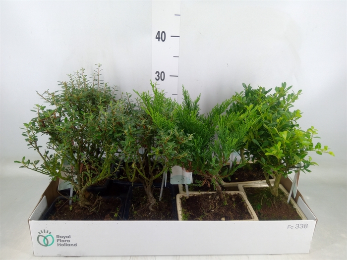 <h4>Bonsai   ...mix</h4>