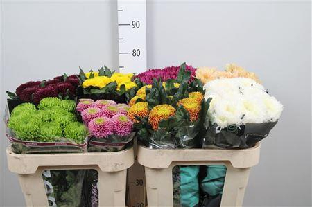 <h4>Chr G Sup Mix</h4>