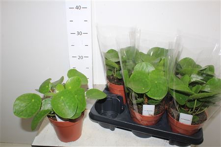 <h4>Pilea Peperomioides</h4>