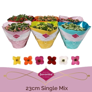 Kalanchoe Bl Gem Kar gemengd K23sc0100 Schaal enkel mix