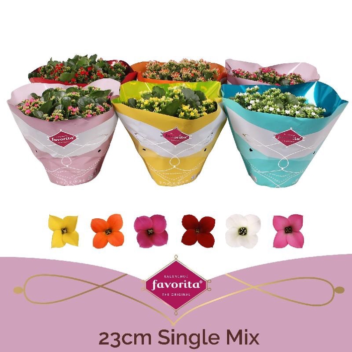<h4>Kalanchoe Bl Gem Kar gemengd K23sc0100 Schaal enkel mix</h4>