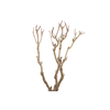 Syringa Branch Super Jenkins