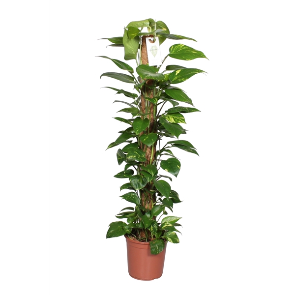 <h4>Epipremnum pinnatum mosstok 120cm Scindapsus</h4>