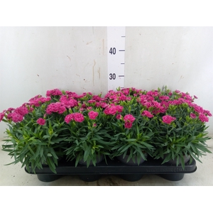 Dianthus car. 'Peman Fancy Cerise'