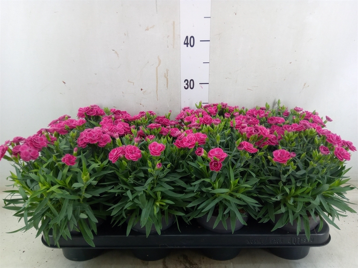 <h4>Dianthus car. 'Peman Fancy Cerise'</h4>