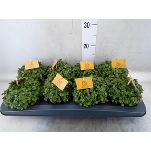 Callisia repens 'Turtle'