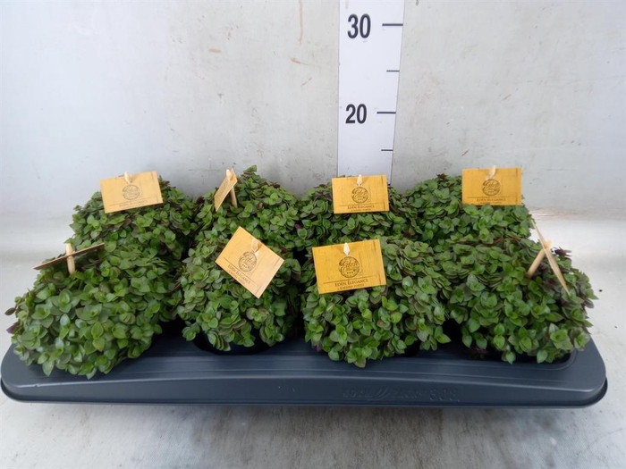 <h4>Callisia repens 'Turtle'</h4>