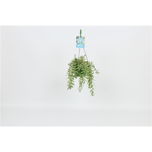 HangonGreen Aeschynanthus Bolero Bicolore 14 cm