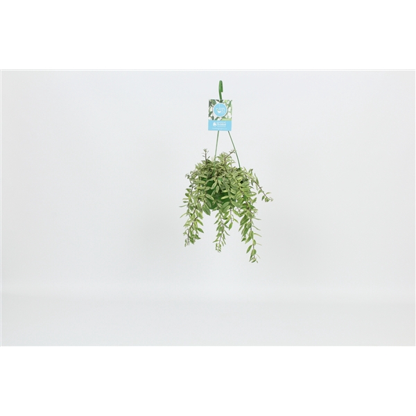 <h4>HangonGreen Aeschynanthus Bolero Bicolore 14 cm</h4>