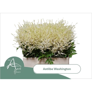 Spirea Whasingthon