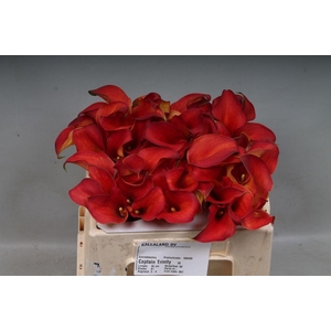 Zantedeschia captain trinity