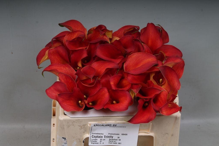 <h4>Zantedeschia captain trinity</h4>
