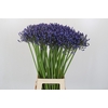 Agapanthus Suzan