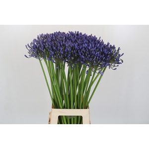 Agapanthus Suzan