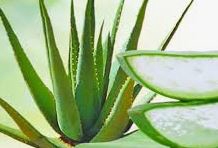 <h4>Aloe arborescens</h4>