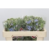 Oxypetalum Tweedia Blue