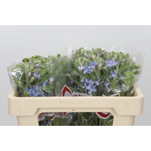 Oxypetalum Tweedia Blue