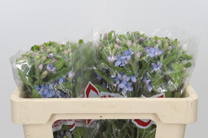 Oxypetalum Tweedia Blue