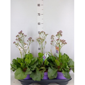 Limonium  'Salt Lake'