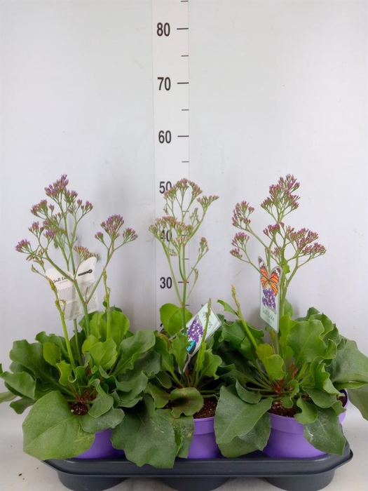 <h4>Limonium  'Salt Lake'</h4>