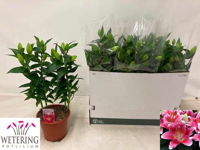 <h4>LIL OR SUNNY ROBYN</h4>