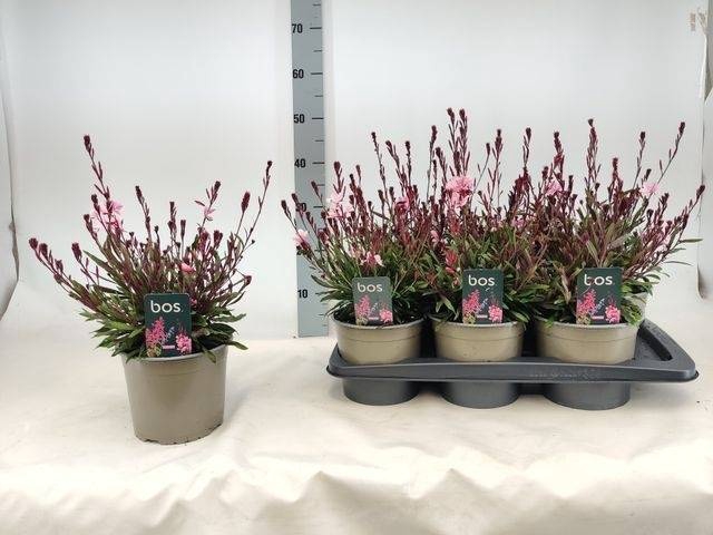<h4>GAUR LI GAUDI ROSE</h4>
