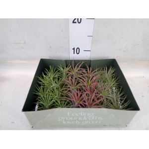 Tillandsia