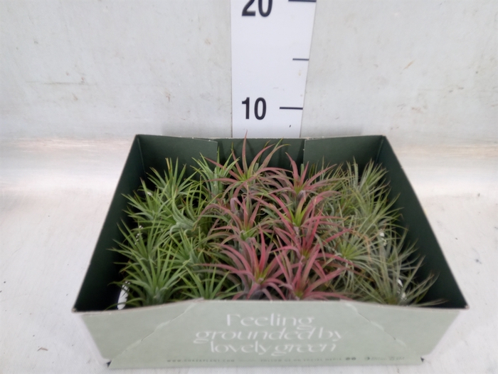 <h4>Tillandsia</h4>