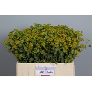BUPLEURUM ROTUNDIFOL