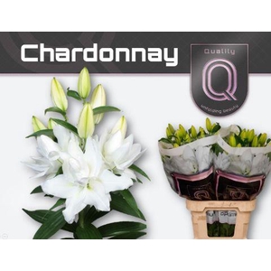 LI OR DU CHARDONNAY 4+