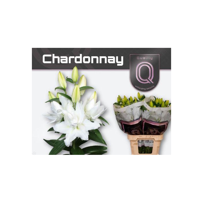 <h4>Li Or Du Chardonnay</h4>