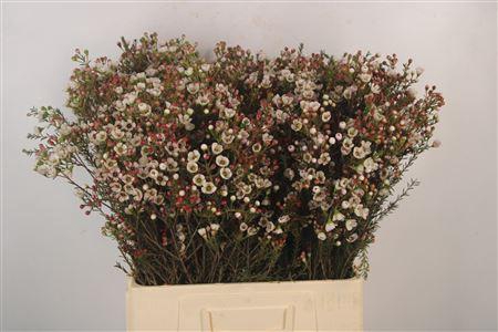 <h4>Chamelaucium Ella</h4>