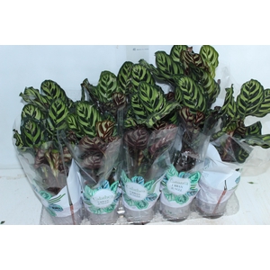 CALATHEA MAKOYAMA P12