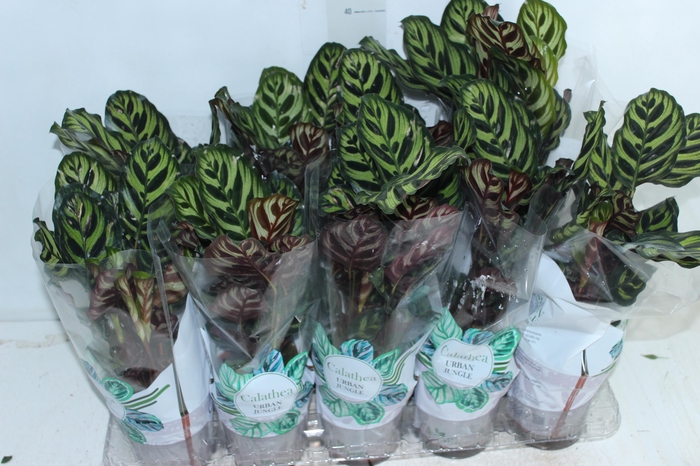 <h4>CALATHEA MAKOYAMA P12</h4>