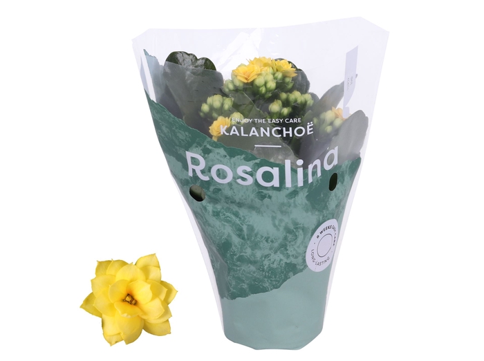 <h4>Kalanchoe Rosalina Don Amarillo</h4>
