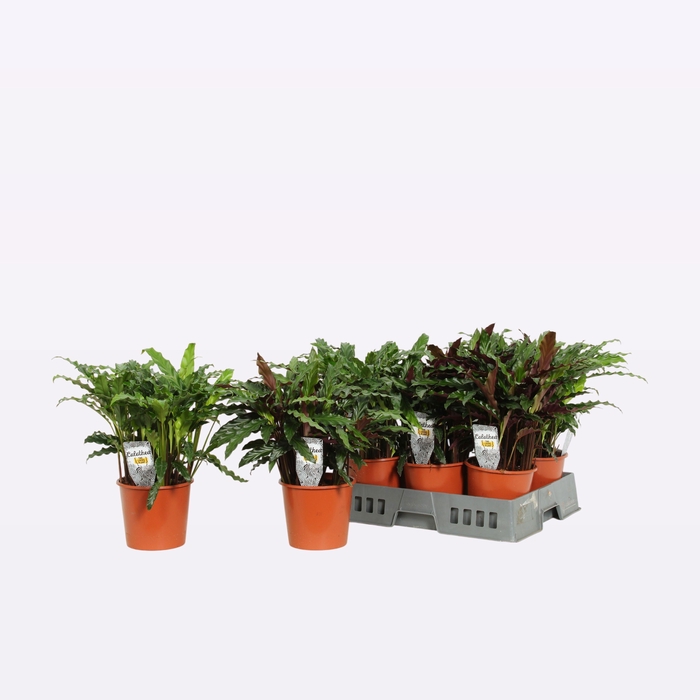 <h4>CALAT GEM</h4>