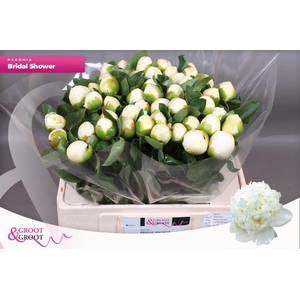 PAEO L BRIDAL SHOWER