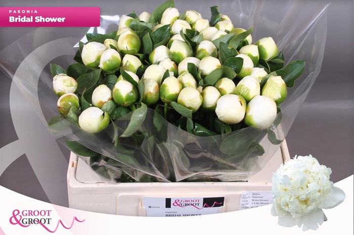 <h4>PAEO L BRIDAL SHOWER</h4>